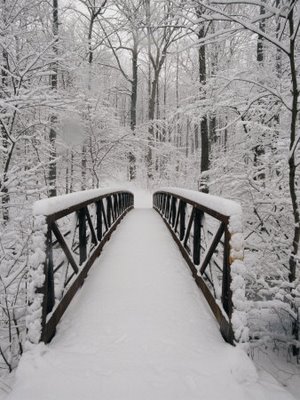 108003-FB~A-View-of-a-Snow-Covered-Bridge-in-the-Woods-Posters
